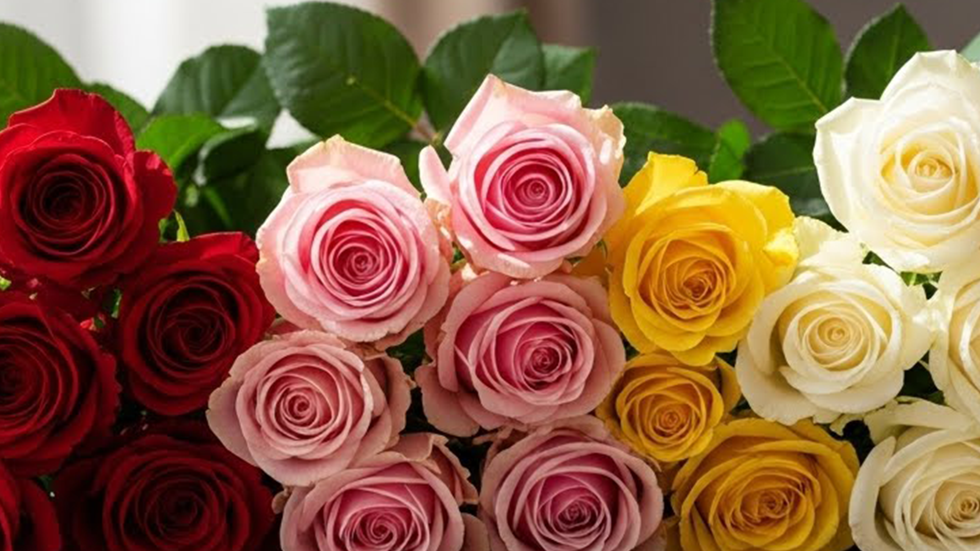 Güllerin Renkleri ve Anlamları