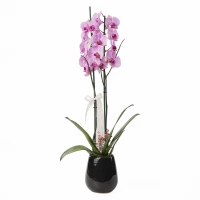 Orkide (2 Dal)