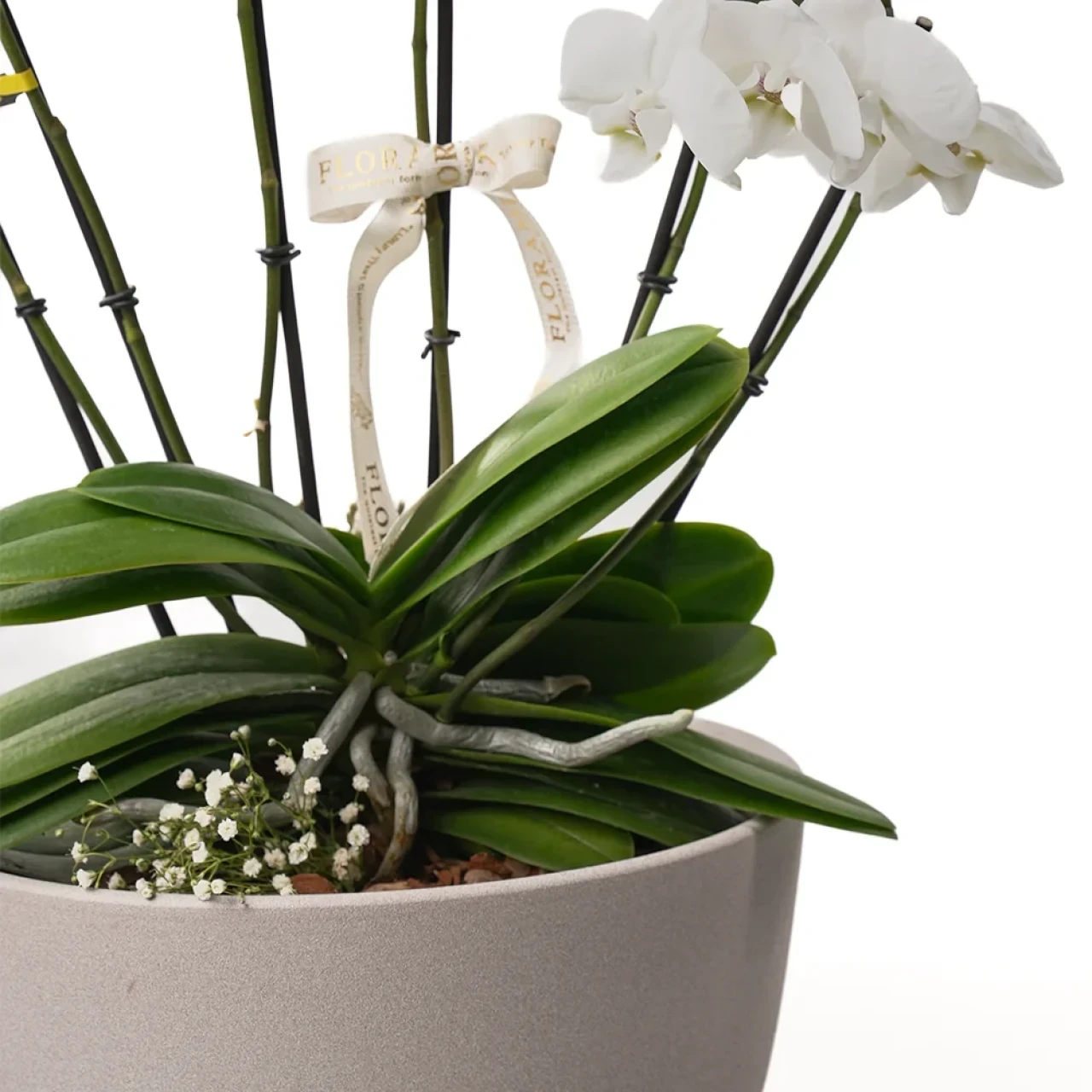 Premium Orkide (6 Dal)